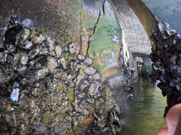 Catastrophic cap separation at a concrete seawall with extensive oyster colonization and visible structural void